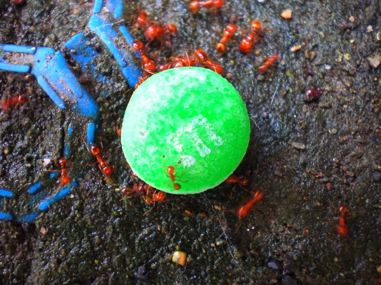 ants-and-m--ms_8957193838_o.jpg
