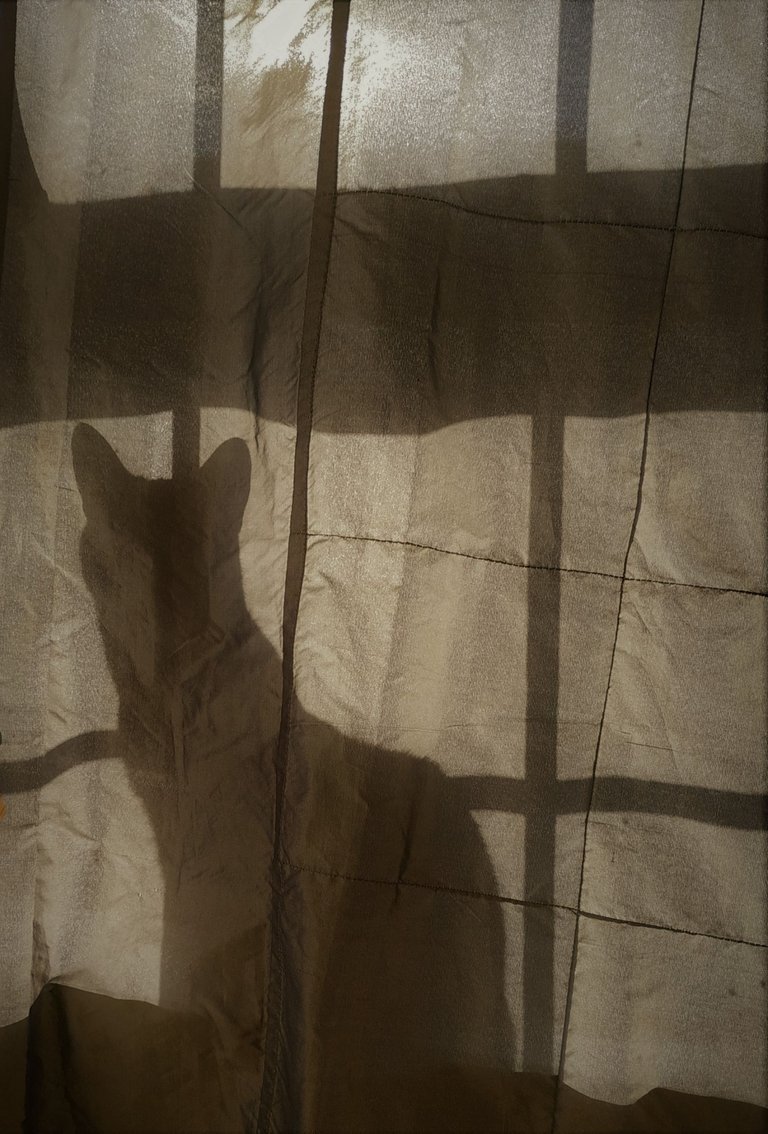 Catshadow.jpg