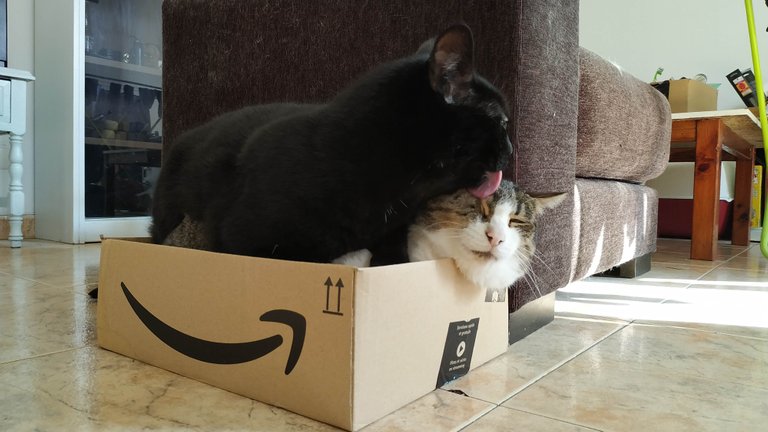 boxcats.jpg