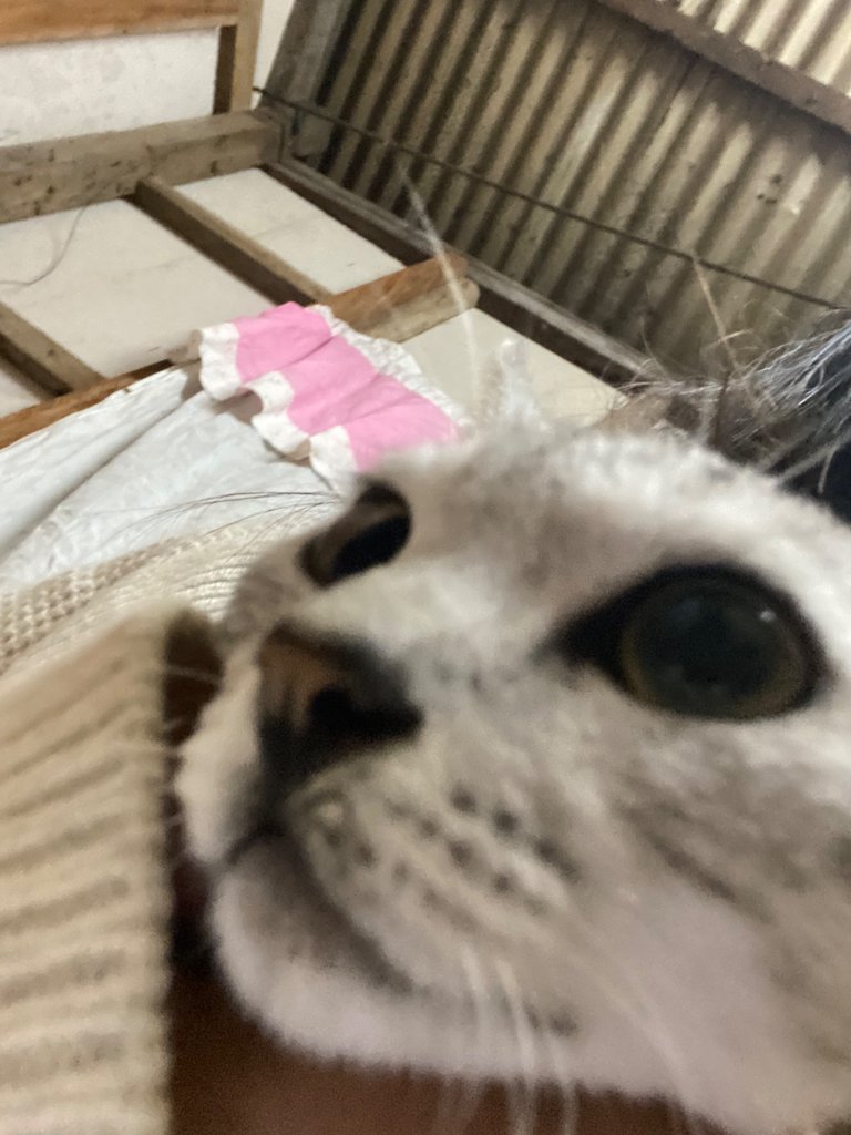 IMG_8147.jpeg
