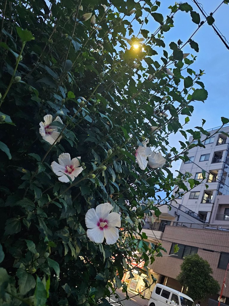 1000040311.jpg