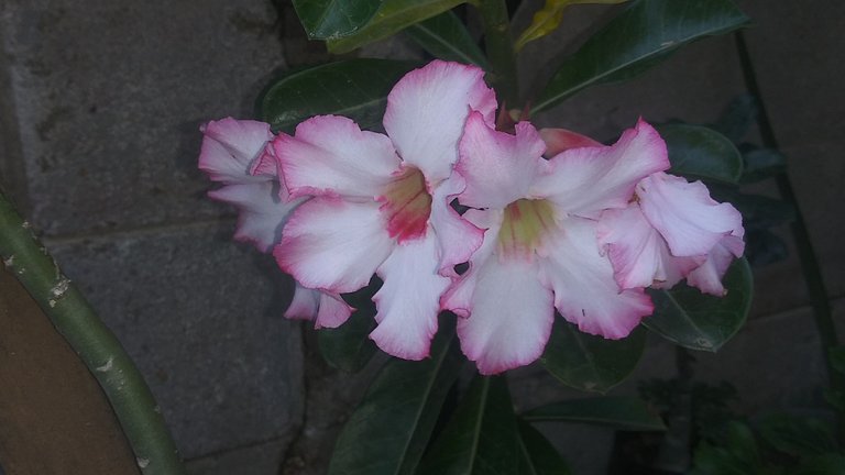 20230403_175409.jpg