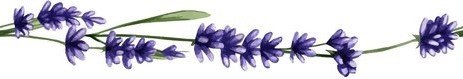 patron-transparente-flores-color-purpura-hojas-verdes-gran-textura-lavanda_555489-457.jpg