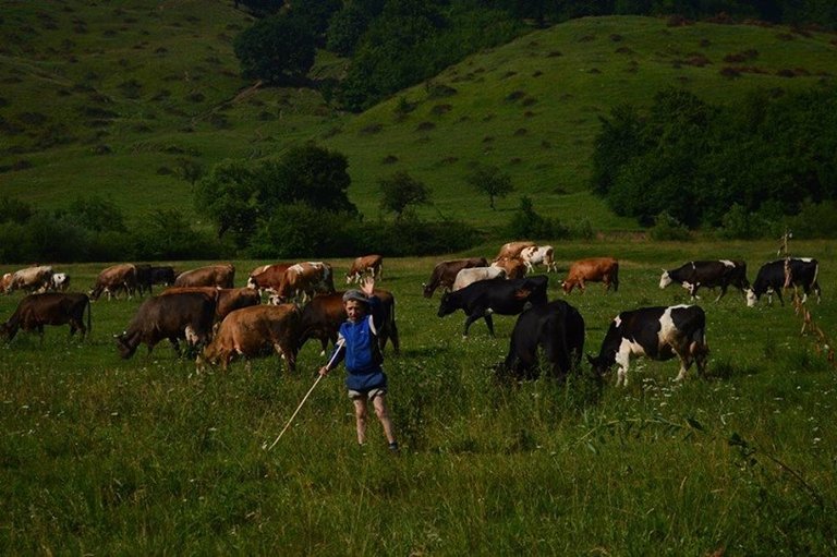Beautiful Greetings from a very young cow boy, Countryside Road, Once upon a time in Romania 