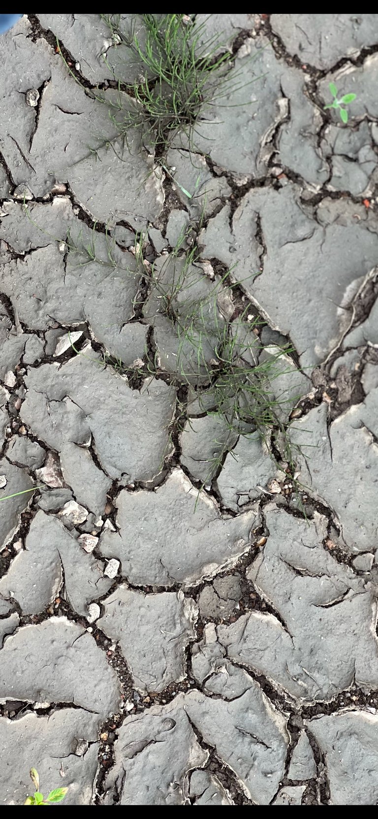 Life always finds her ways, Sury-sur-Loire, Loire Valley, France, 2023