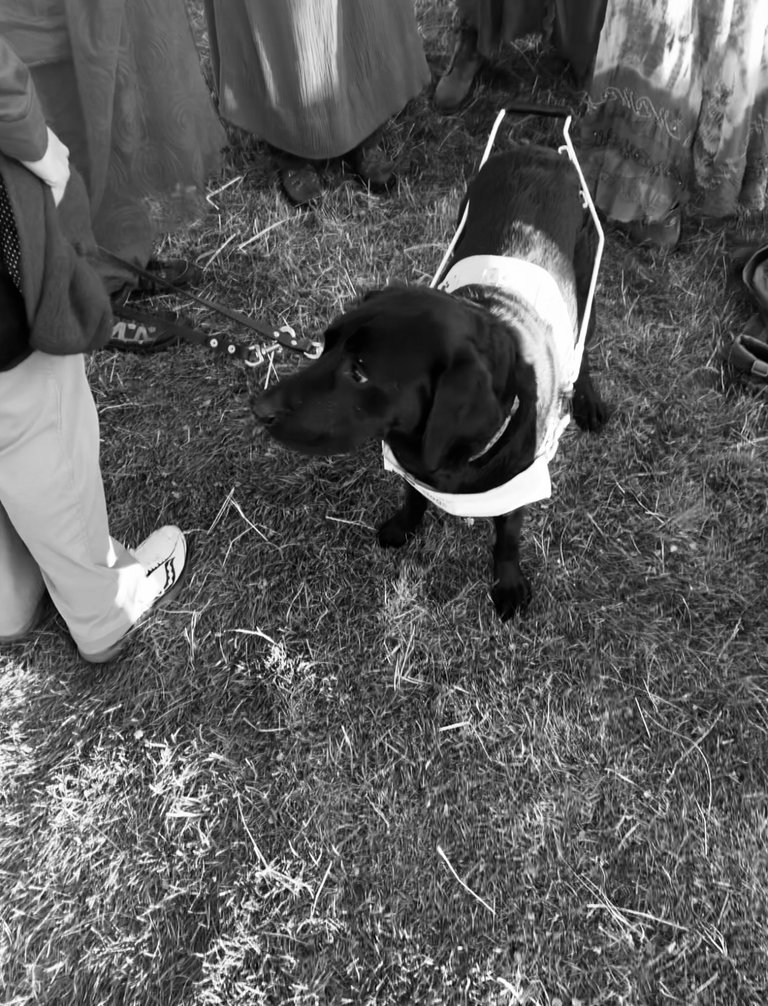 Emotional support dog of the good witches team, Stonehenge, summer solstice, UK 2024