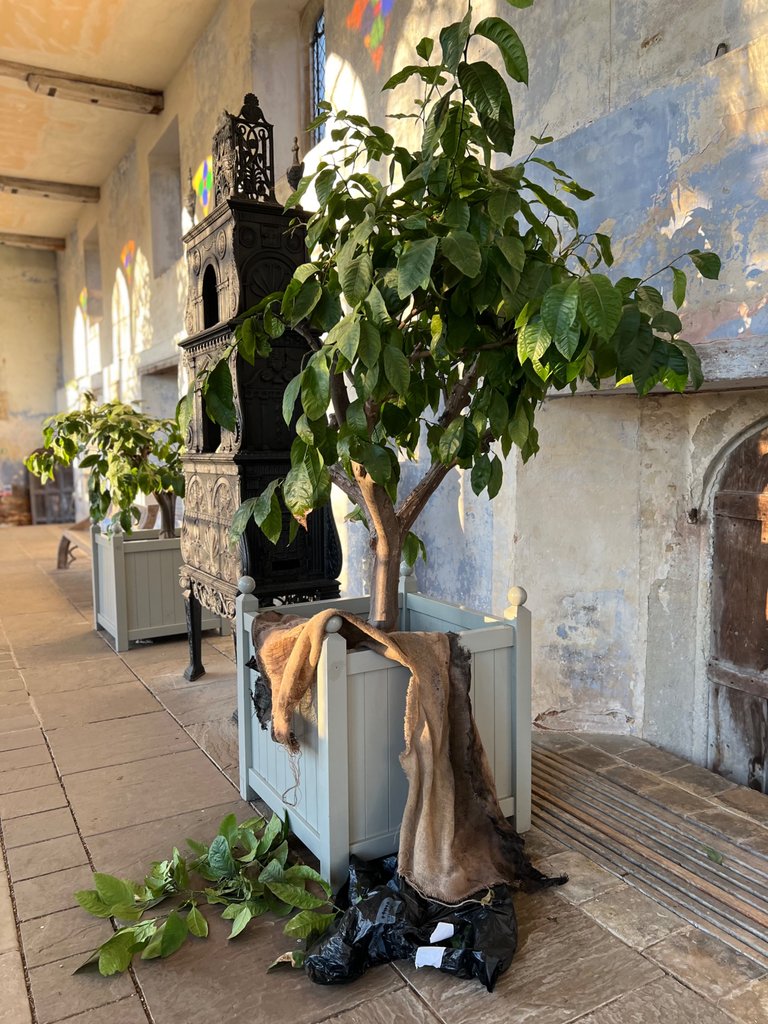 Lemon Tree - 100+ years old, Knole's Medieval Deer Park, Sevenoaks, Kent, England, UK, November 2023
