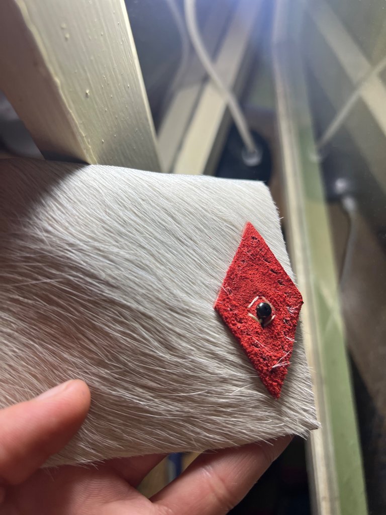 Time to stitch the red leather part of the closing system