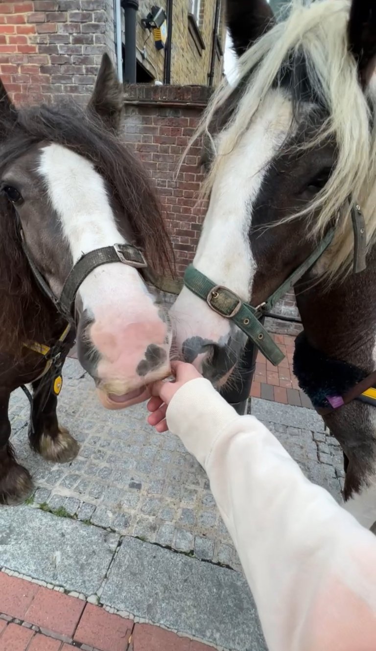 Hey, love is fine, yet where is tha hay???…I want some love in my mouth & tummy!