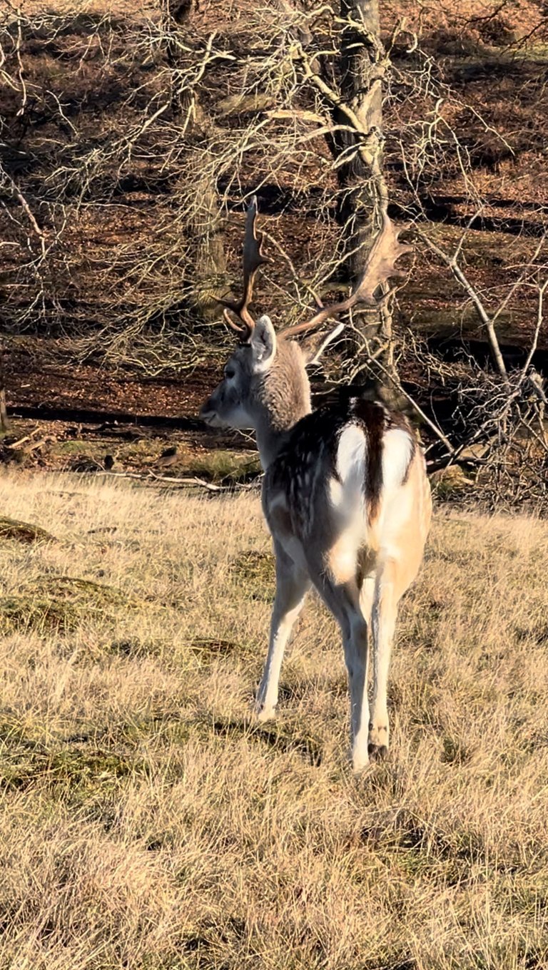 admiring me