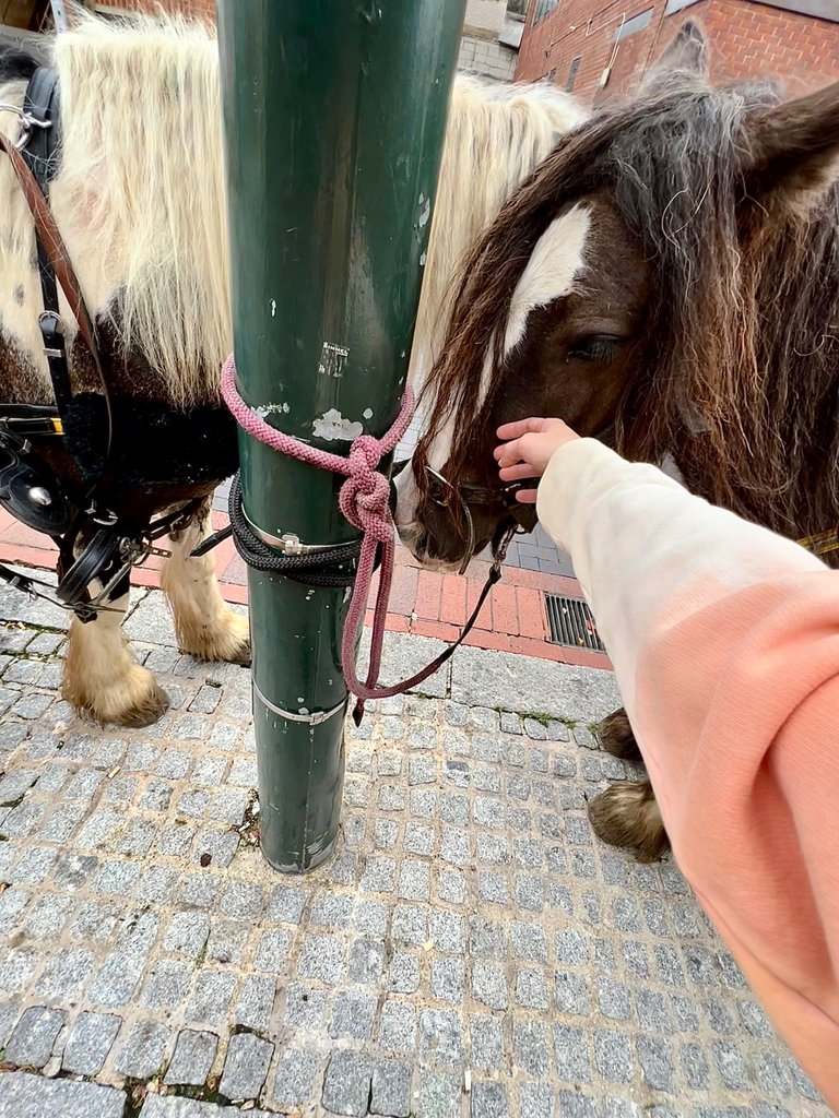 We don’t know where our owner is at… nor where is our hay…hey! 