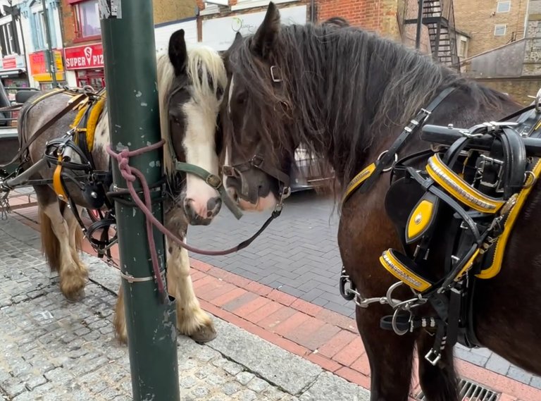 Horses knows how to show their love for one another.