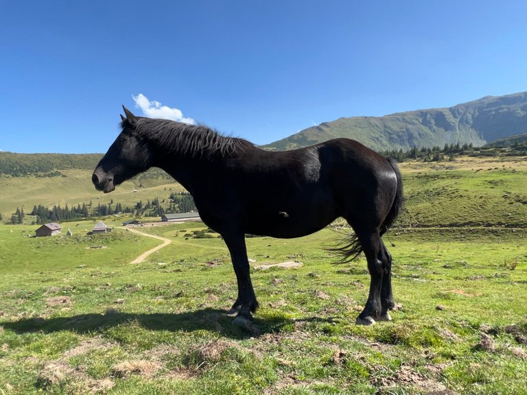 The beauty black force of nature 