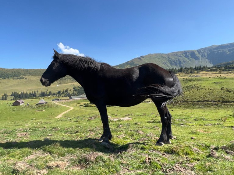 A stunning horse enjoying his freedom. Romania 2023