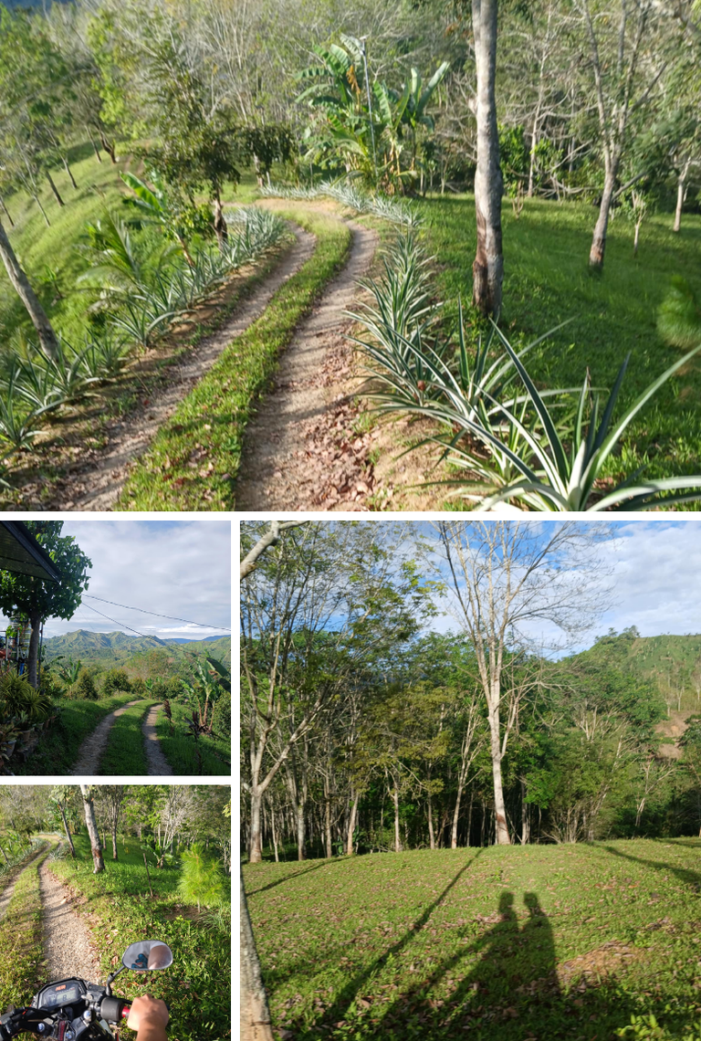 Brown Simple Grid Nature Photo Collage.png