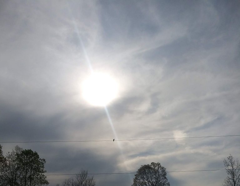 bird on a wire.jpg