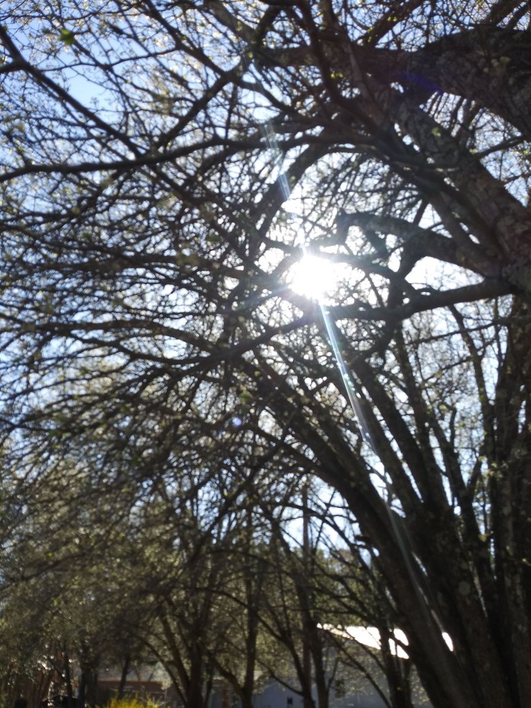 sun flair through tree.jpg