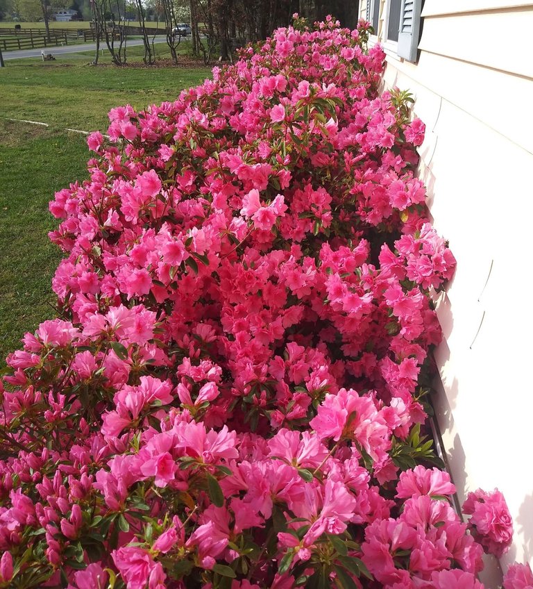 azaleas across  the front from my steps.jpg