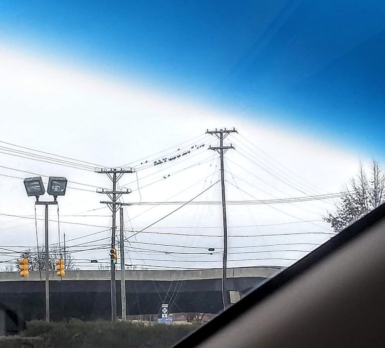 birds on a wire.jpg