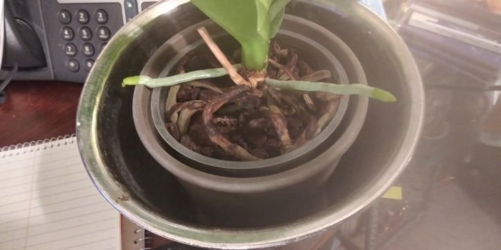 orchid roots.jpg