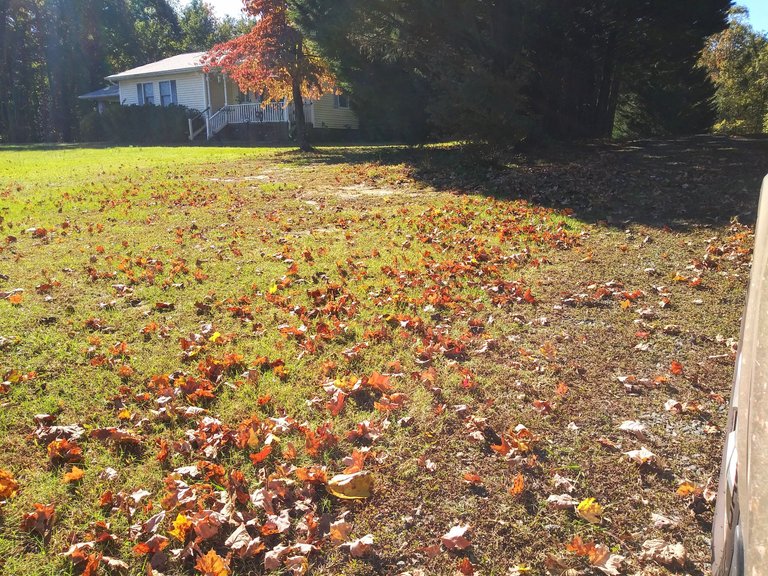 leaves on the ground.jpg