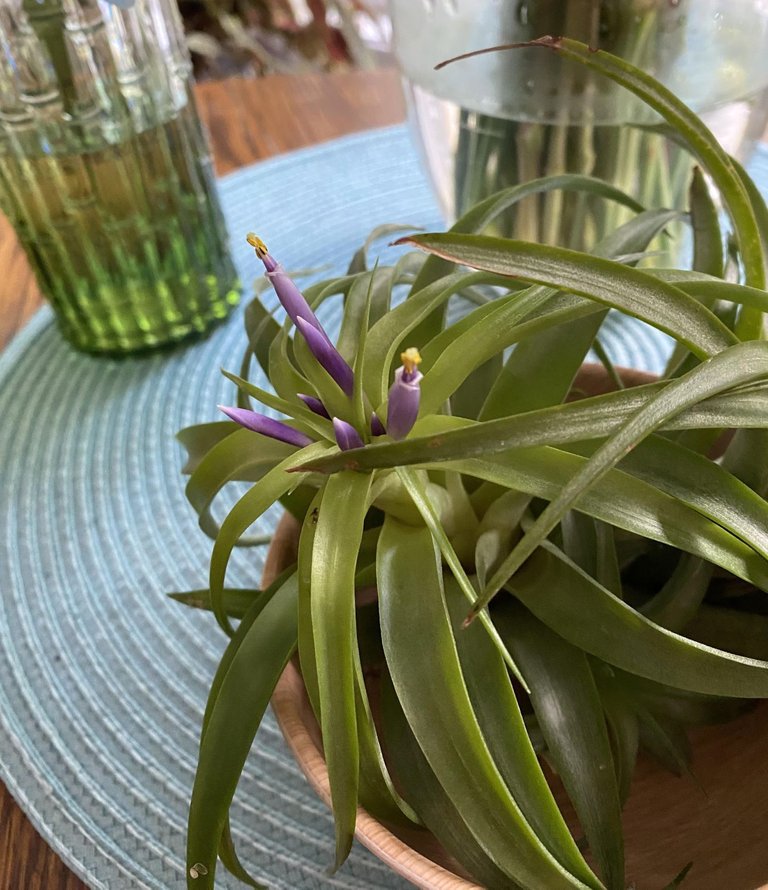 vicky air plant bloom.jpg