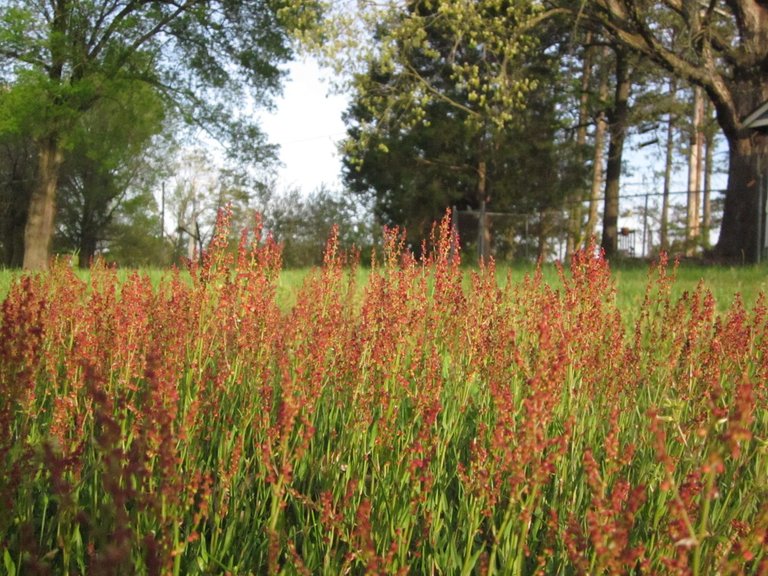 red top grass.JPG