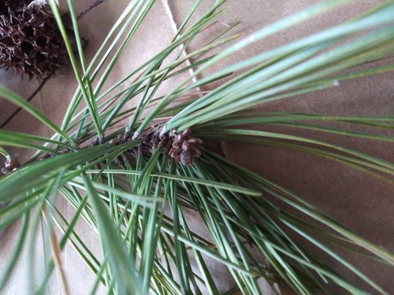 pine tip close up 2.jpg