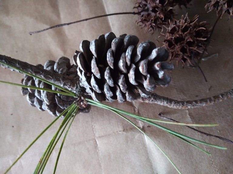 double pine cone.jpg