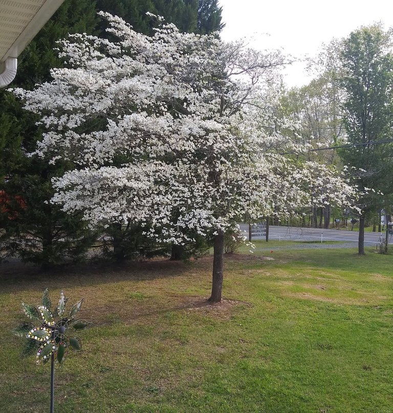 dogwood from porch full blooms.jpg