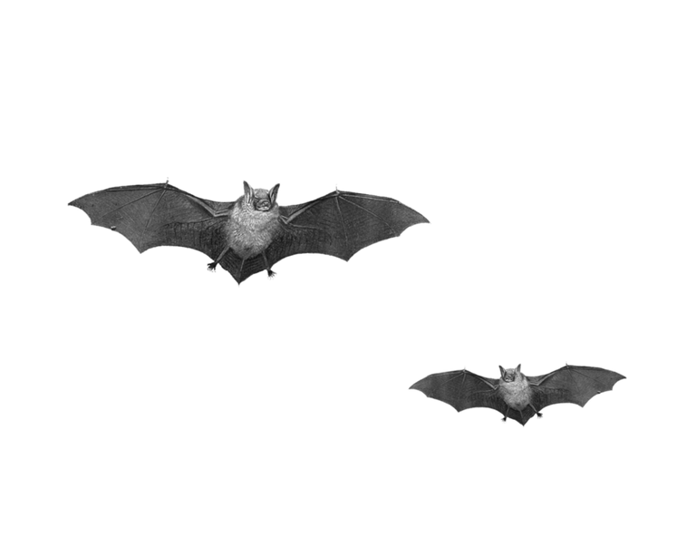 flyingbats.png