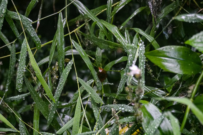 DSC_7116.jpg