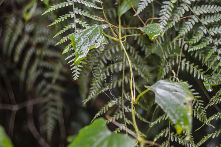 DSC_7104-2.jpg