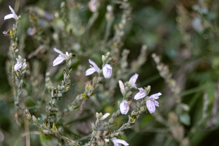 DSC_7115.jpg
