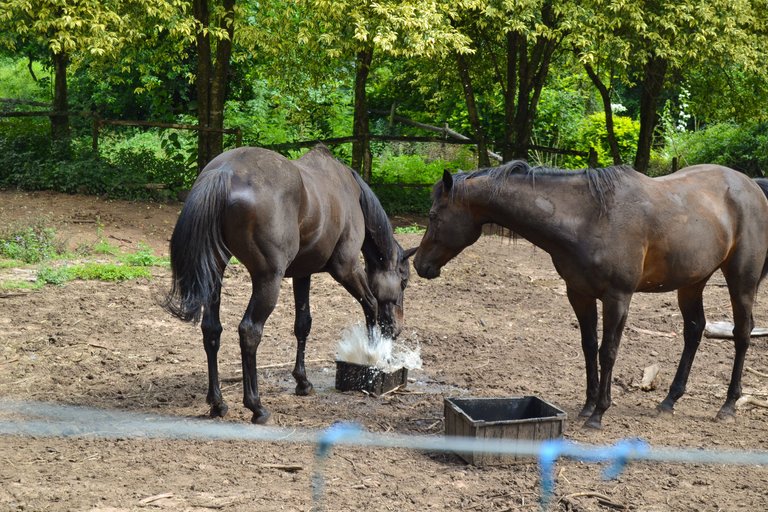 DSC_6217-2.jpg