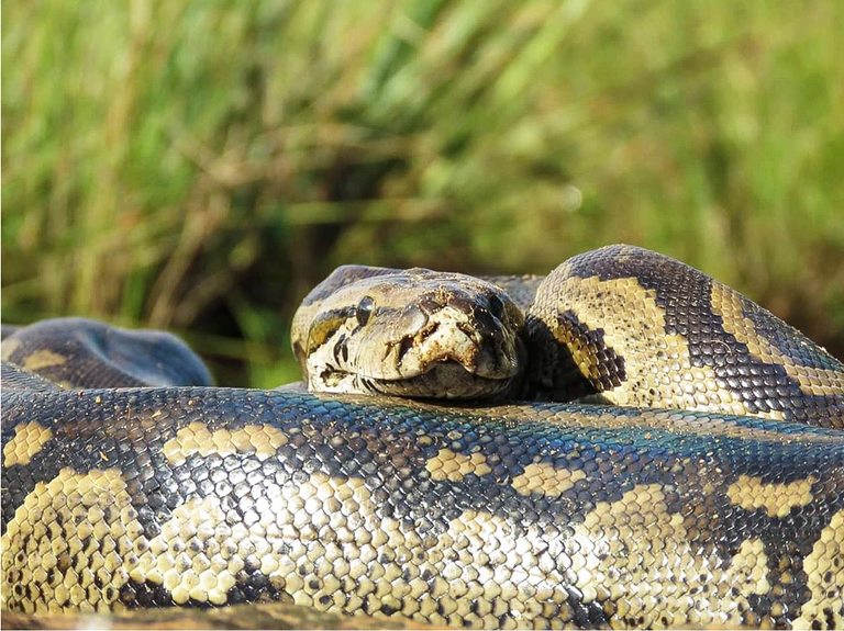 African Rock Python.png