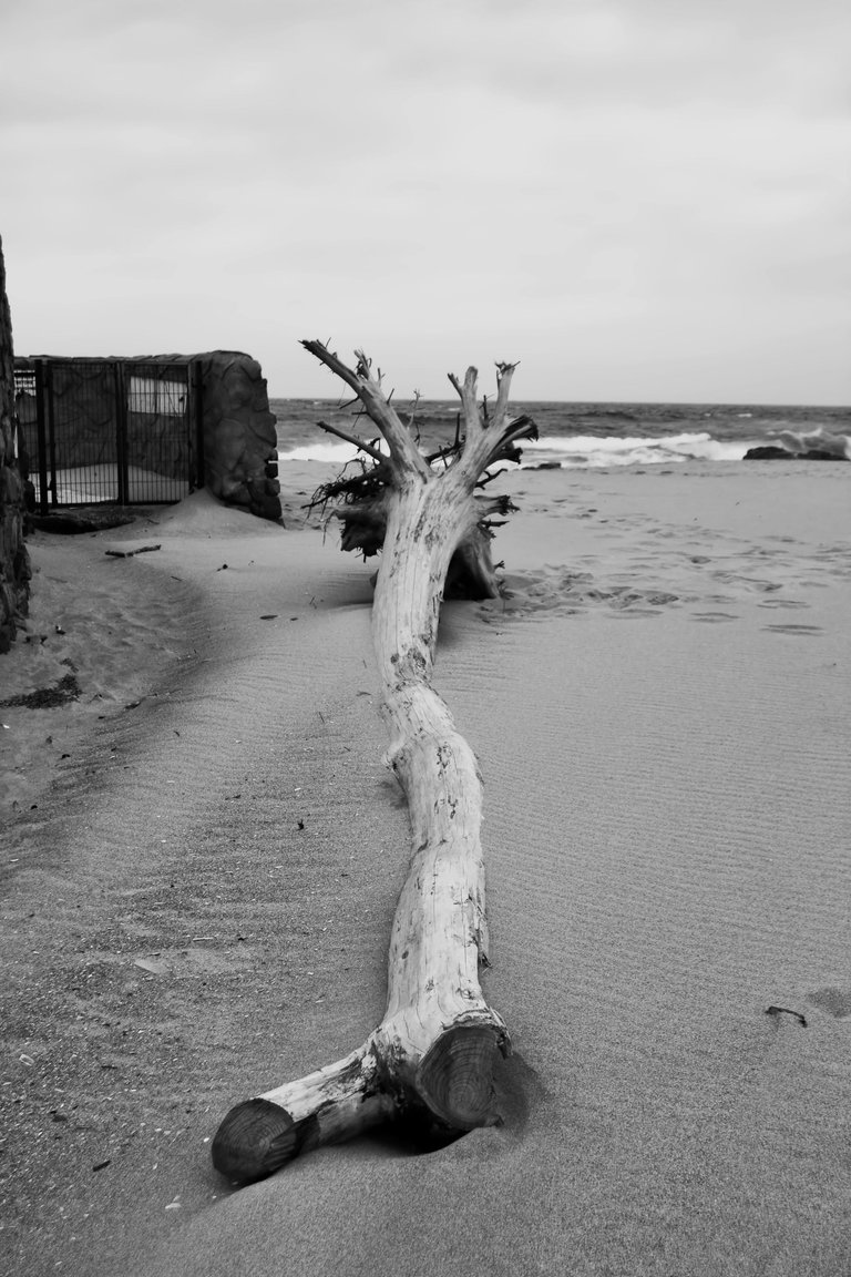 DSC_4542(b+w).jpg