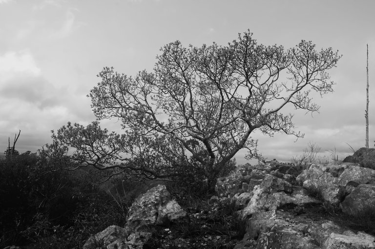 DSC_0843-4.jpg