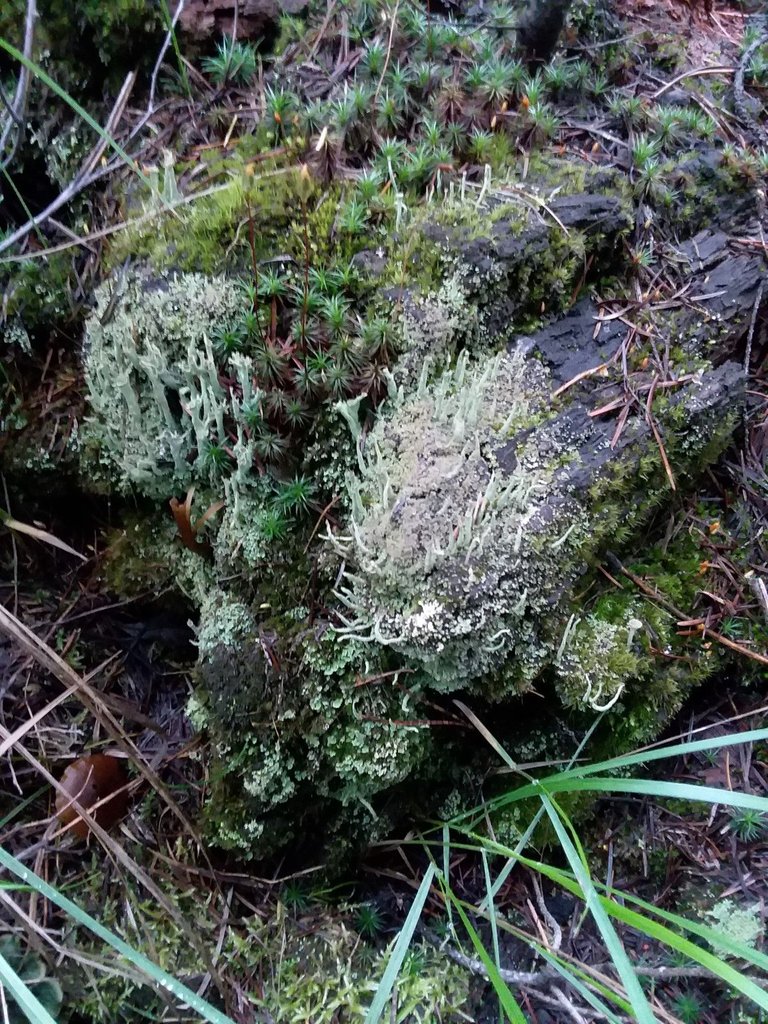 moss and lichens.jpg
