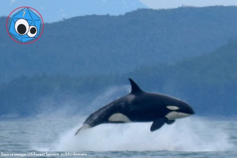 Orca.jpg