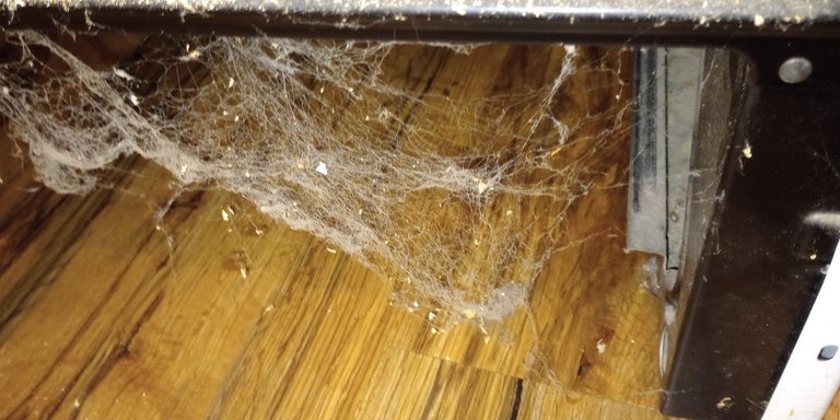cobwebs.jpg