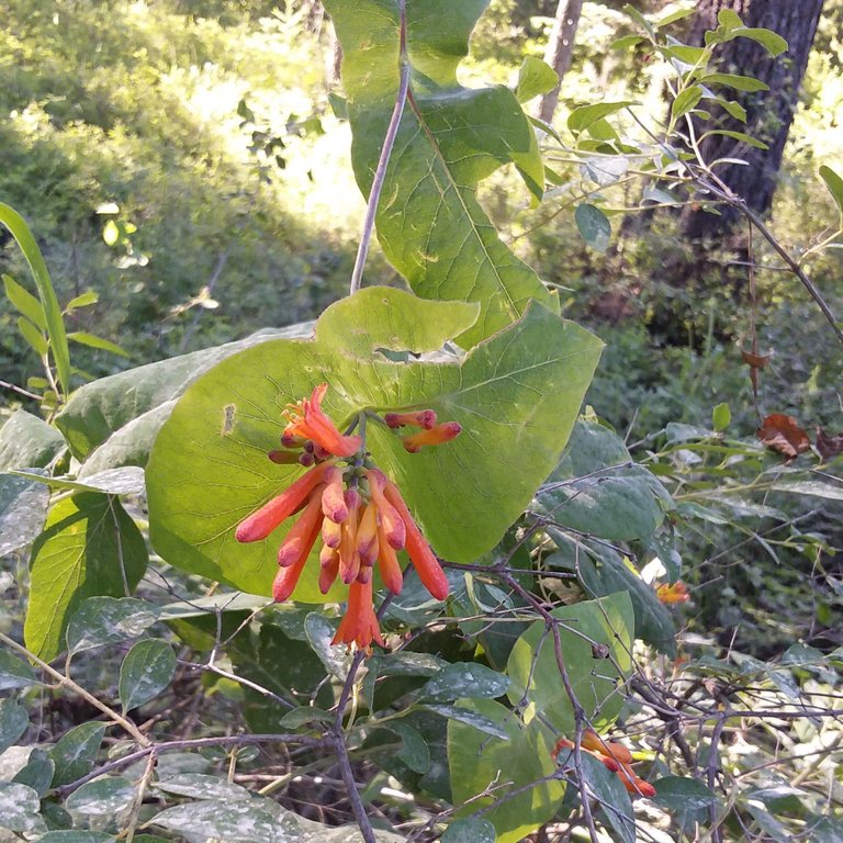 honeysuckle1.jpg