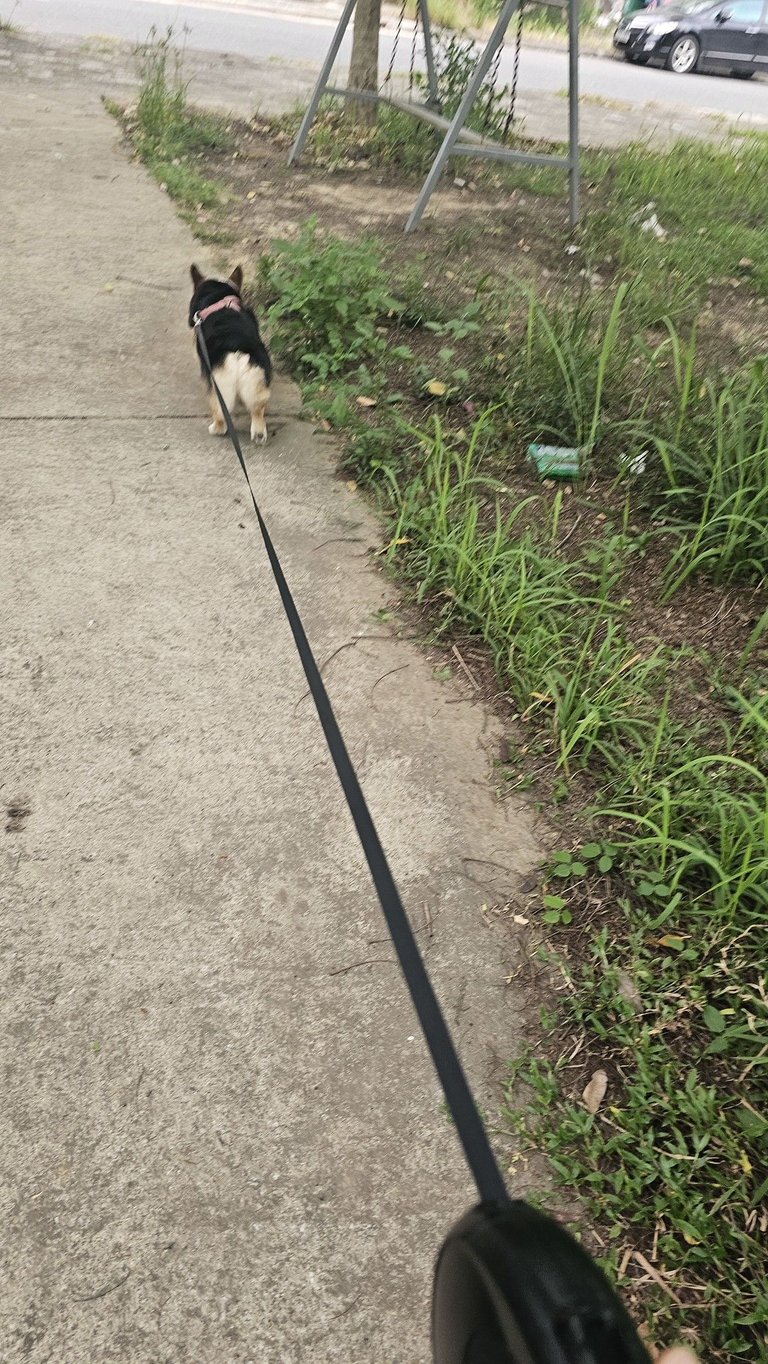 Happy Pupp, Happy Human 
