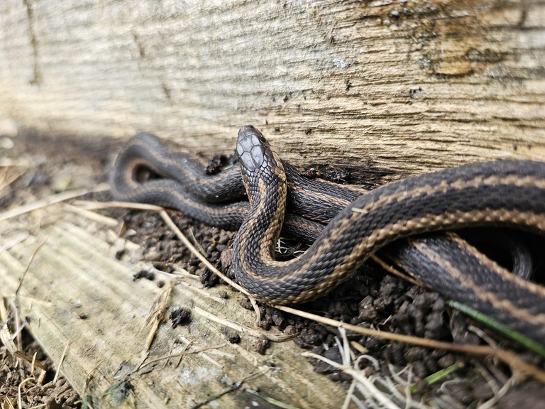 Not a Bee, bt found a snake too