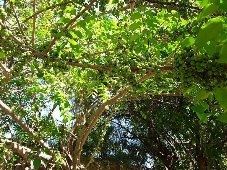 branches covered in beautiful, green berries