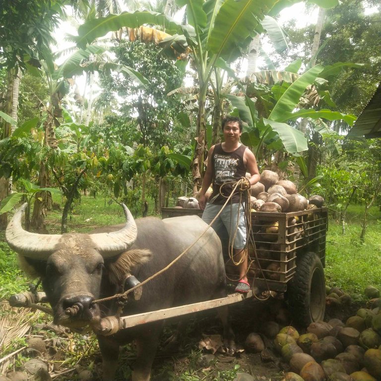 taga bukid.jpg