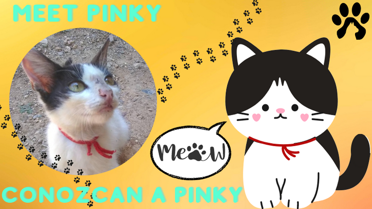 Meet Pinky.png