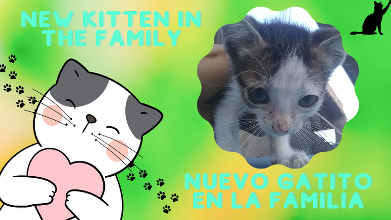 New Kitten in the Family.png