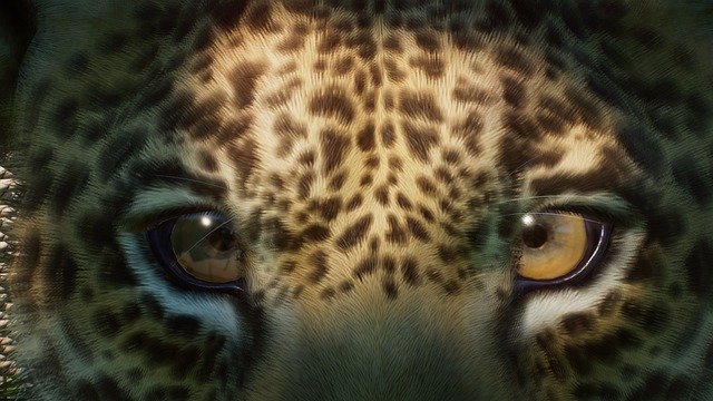 jaguar-eyes-5764267_640.jpg