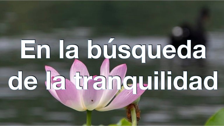 Busca tranquilidad.001.jpeg